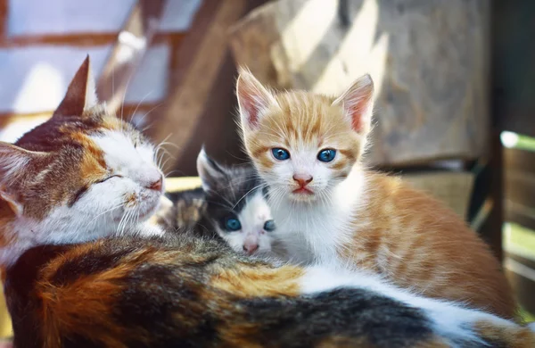 A cat with a kitten. Cute little red baby kitten. pets plays — Stock Photo, Image