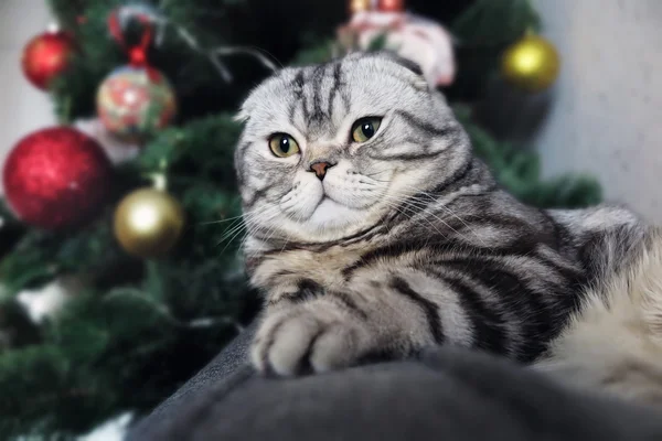 Gri kedi içinde belgili tanımlık geçmiş Noel tr kanepede yalan