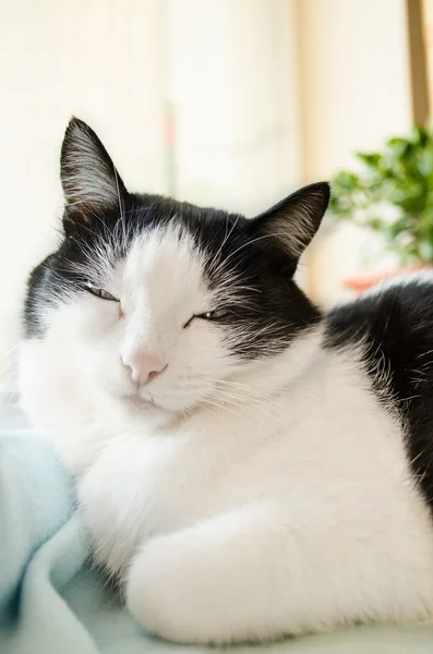 Gatto sulla finestra — Foto Stock