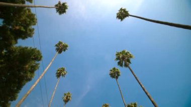 Tropik esinti ve palmiye ağaçları iyi titreşimler ve palmiye ağaçlarıdır. Endişelerini palmiye ağaçlarının altında bırak.