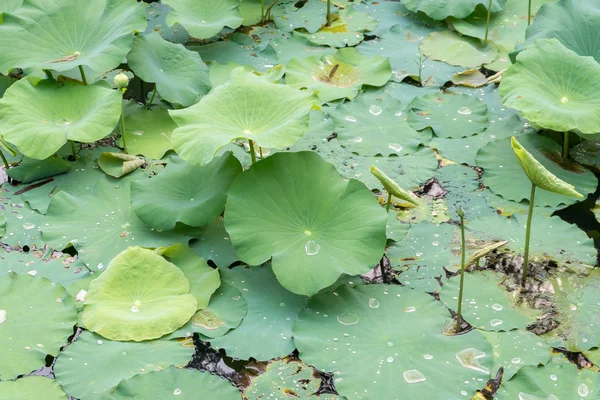 A folha de lótus na água — Fotografia de Stock