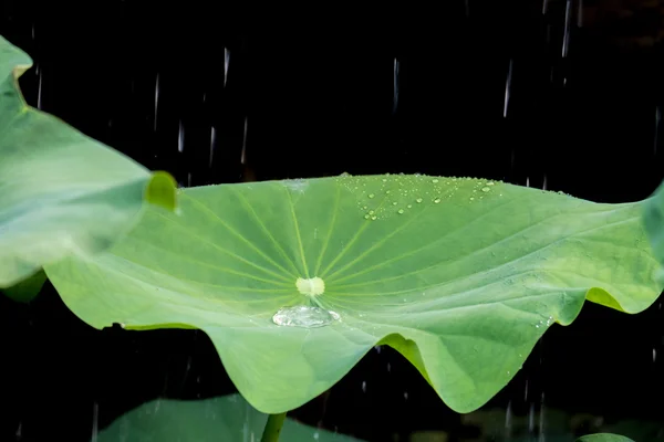 叶的莲花和水降 — 图库照片