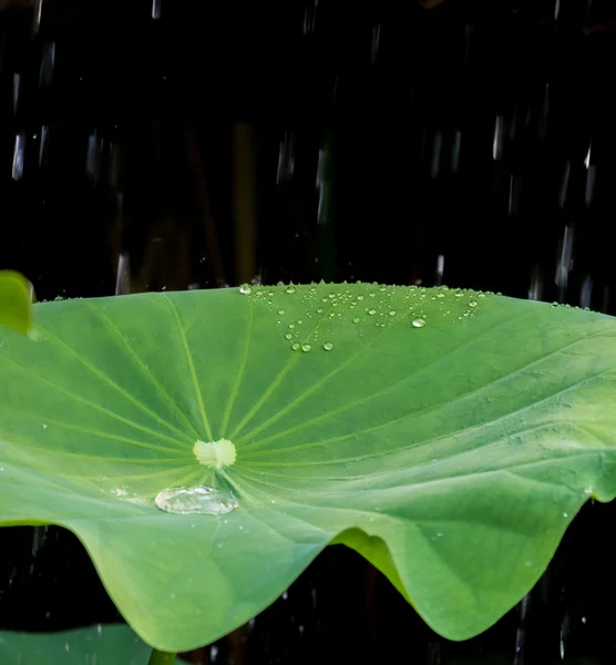 Das Blatt aus Lotus und Wassertropfen — Stockfoto