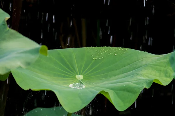 A folha de lótus e gota de água — Fotografia de Stock