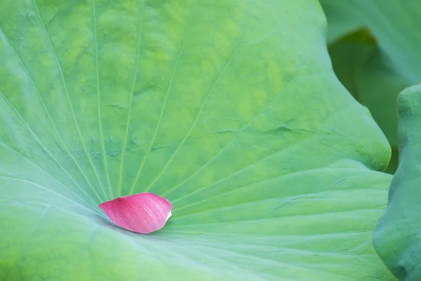 Grande folha de lótus e pétala rosa de flor de lótus . — Fotografia de Stock