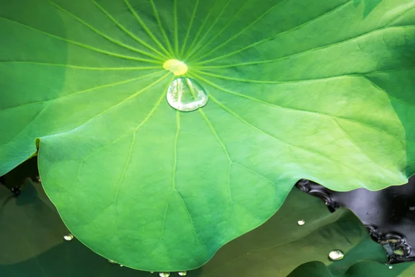 Das Blatt aus Lotus und Wassertropfen — Stockfoto