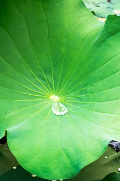 The leaf of lotus and water drop — Stock Photo, Image