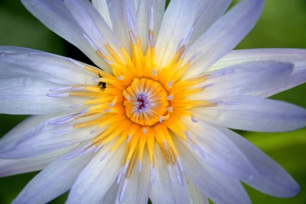 Fiore di loto viola — Foto Stock