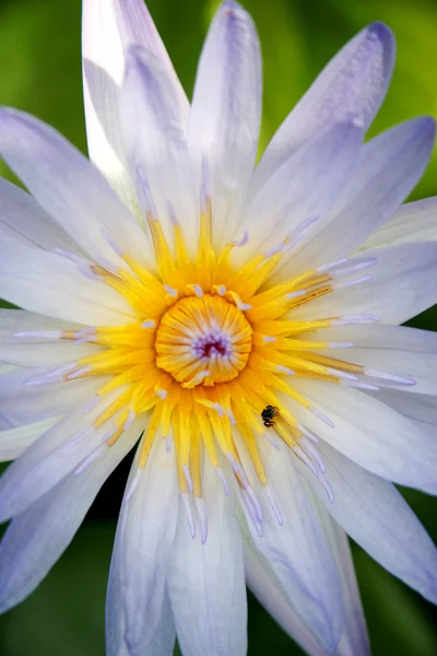 Flor de lótus roxo — Fotografia de Stock