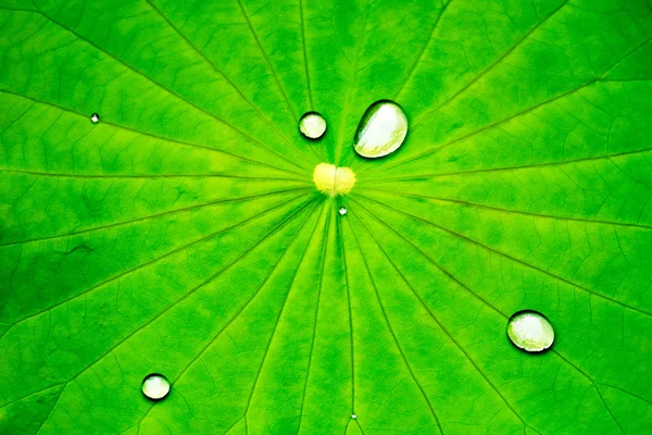 蓮と水のドロップの葉 — ストック写真