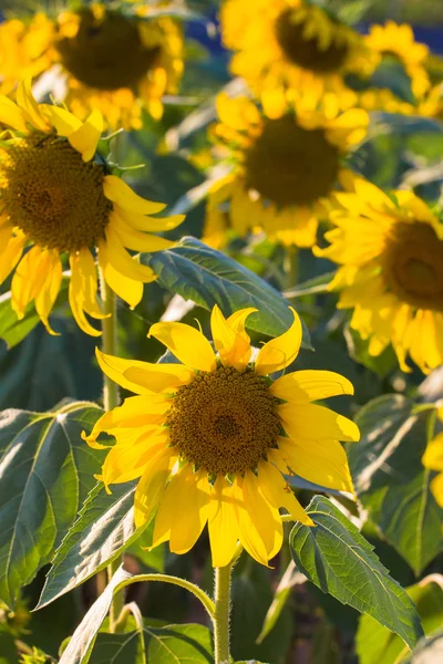 Girasole in giardino — Foto Stock