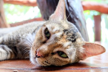 Doğa arka plan üzerinde Tay kedi.