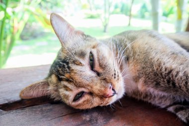 Yeşil zemin üzerine Tay kedi.