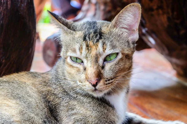 Thai cat auf natur hintergrund. — Stockfoto