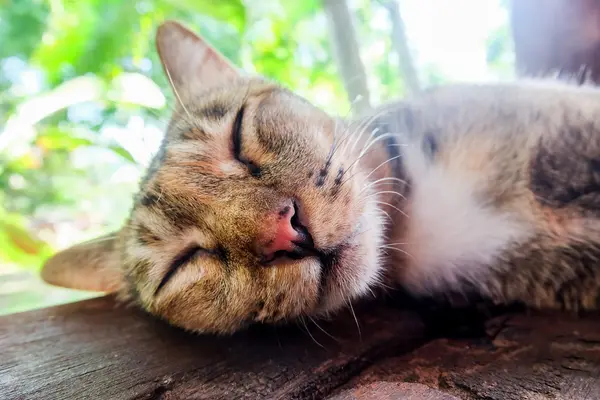 Thai Cat on green background. — Stock Photo, Image