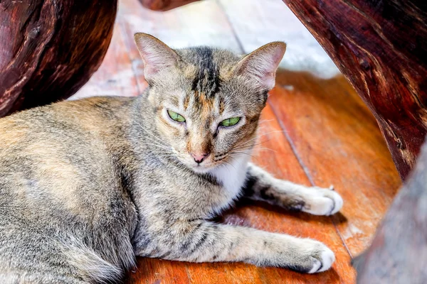 Thai cat auf hölzernem Hintergrund. — Stockfoto