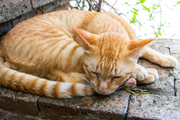 Thai cat auf natur hintergrund. — Stockfoto