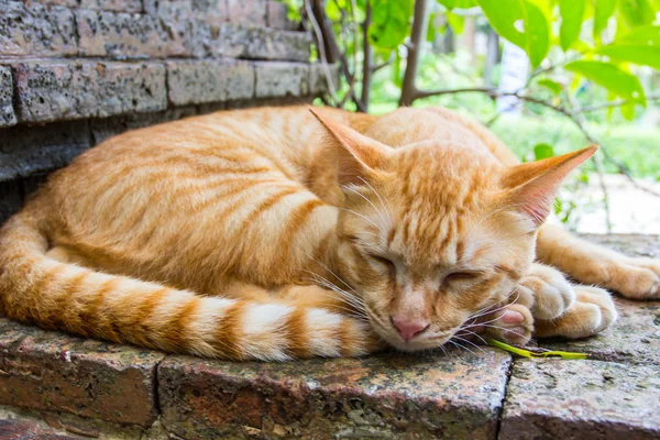 Thai cat auf natur hintergrund. — Stockfoto