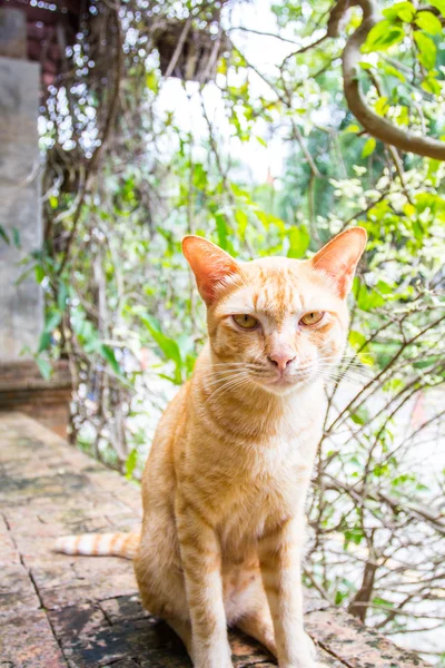 Thai Cat on green background. — Stock Photo, Image