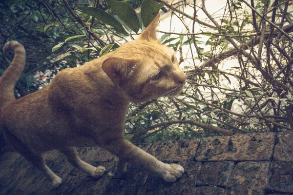 Thajská kočka na pozadí přírody. — Stock fotografie