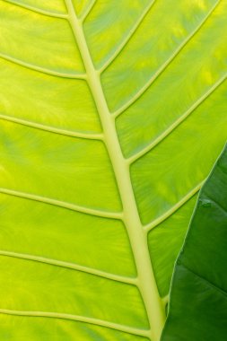 yaprak yeşil arka plan.