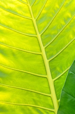 yaprak yeşil arka plan.