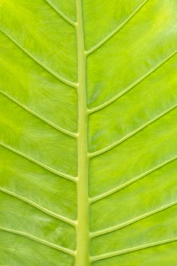 yaprak yeşil arka plan.