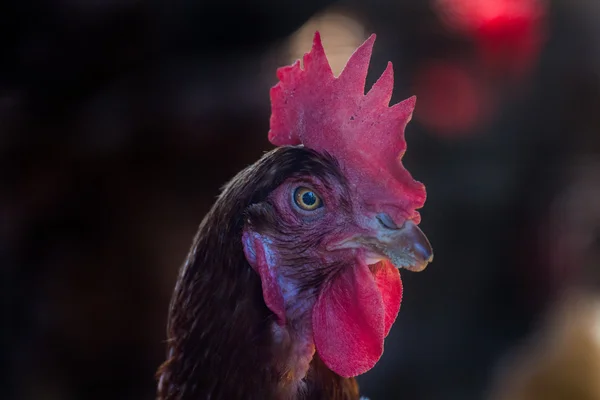 Pollos en la granja — Foto de Stock