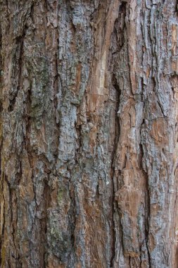 Ağaç kabuğu dokusu.