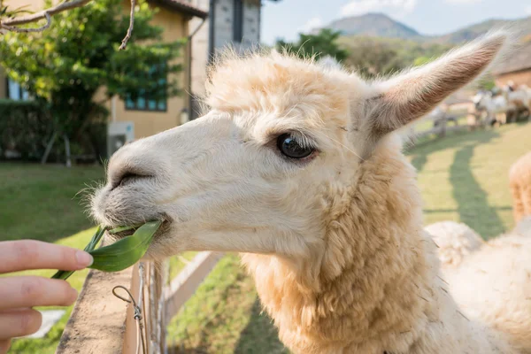 Alpaka çiftliği, Tayland — Stok fotoğraf