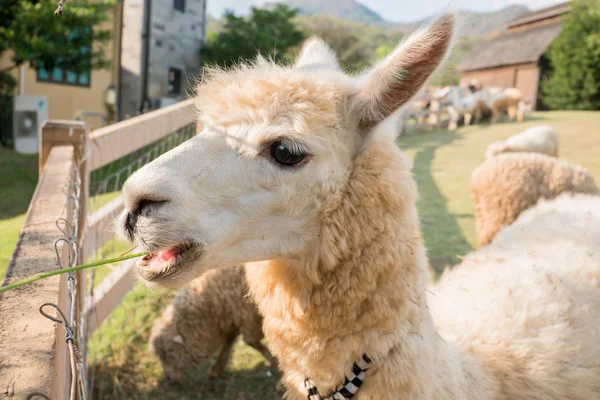 Alpacas na fazenda, Tailândia — Fotografia de Stock