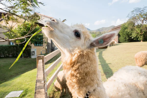 Alpacas na fazenda, Tailândia — Fotografia de Stock