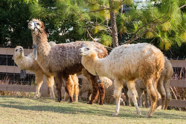 Alpacas na fazenda, Tailândia — Fotografia de Stock