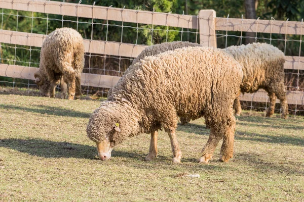 Alpakas in Bauernhof, Thailand — Stockfoto