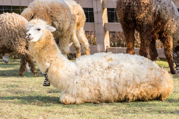 Alpacas na fazenda, Tailândia — Fotografia de Stock