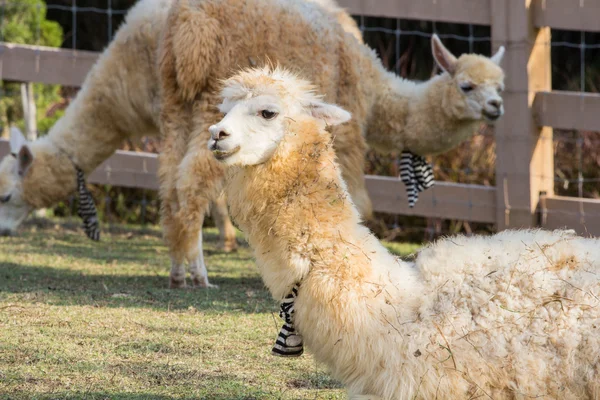 Alpacas na fazenda, Tailândia — Fotografia de Stock