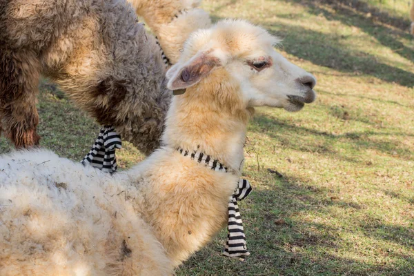 Alpacas na fazenda, Tailândia — Fotografia de Stock