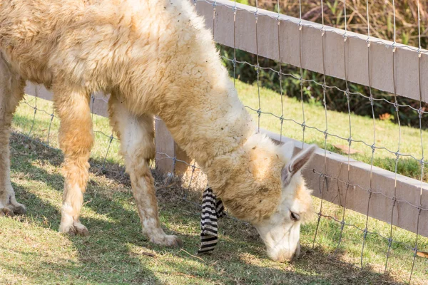 Alpacas na fazenda, Tailândia — Fotografia de Stock