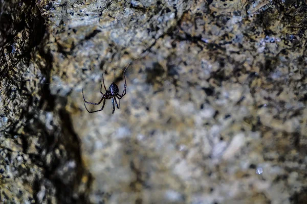 Cueva de araña — Foto de Stock