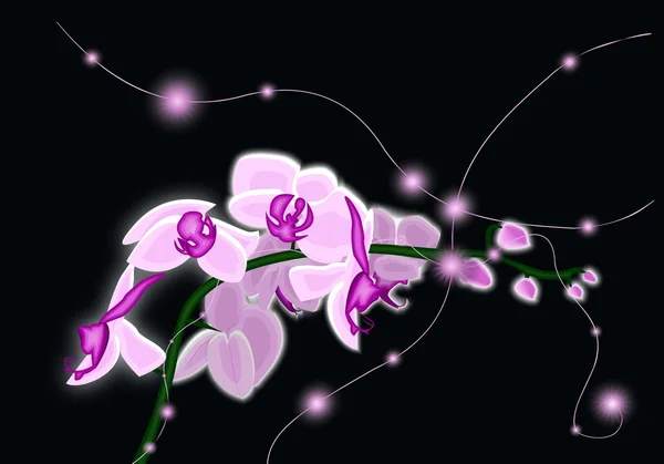 Glowing orchids on black — Stok fotoğraf