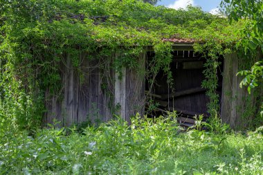 Eski ahşap kovma veya döken kırmızı çatılı Ivy ile büyümüş.