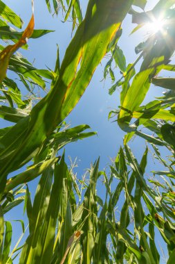 Güneş ışınlarının içinde büyüyen mısır veya Mısır alanı