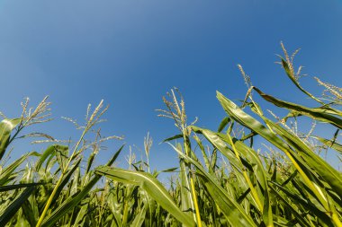 Mavi gökyüzü üzerinde büyüyen mısır veya Mısır alanı