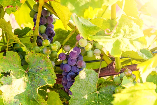 Bando de uvas vermelhas e folha de videira contra fundo verde e amarelo — Fotografia de Stock