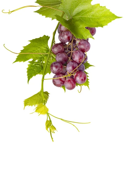 Bunch of red grapes and leaves on white background — Stock Photo, Image