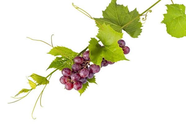 Bouquet de raisins rouges et feuilles sur fond blanc — Photo