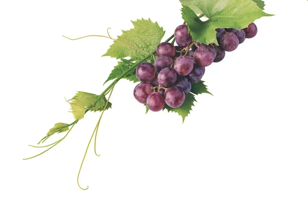 Букет червоного винограду і листя на білому тлі — стокове фото