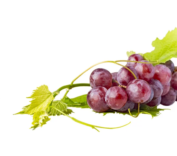 Bando de uvas vermelhas e folhas no fundo branco — Fotografia de Stock
