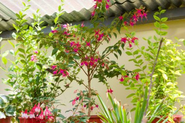 Canlı canlı bitkiler ve bahçeden beyaz çiçekler. Kırmızı ve sarı çiçekler. Noel ağacına yakın.