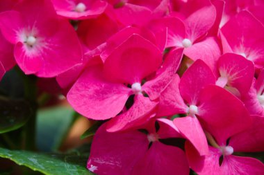 Canlı canlı bitkiler ve bahçeden beyaz çiçekler. Kırmızı ve sarı çiçekler. Noel ağacına yakın.